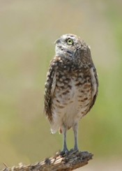 Burrowing Owl